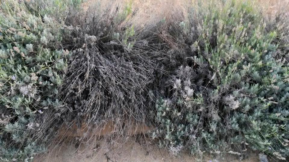 13907141_1002068046572786_6698538677689116219_n