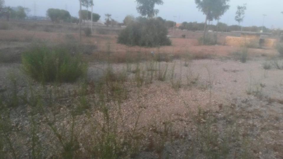 14068203_1002067053239552_4555204747227549823_n