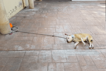 Policías de Torrent denuncian la falta de medios y las condiciones en las que permanecen los animales en sus dependencias