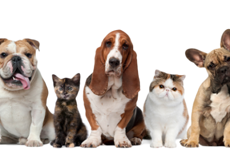 ADAT organiza una gala a beneficio de los animales abandonados de Torrent