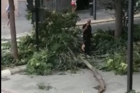 Cae una gran rama de árbol en la Avenida al Vedat y golpea a una mujer en la cabeza