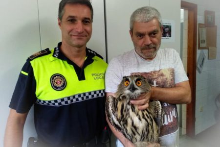 Rescatan un búho real herido en un campo de naranjos en Torrent
