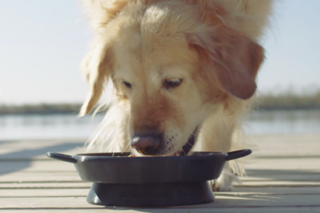 DACSA lanza un concurso para que las mascotas coman la paella en paella
