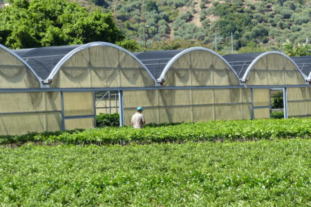 AVA-ASAJA pide al Gobierno y al Consell que permitan a los viveros vender sus plantas antes de destruirlas