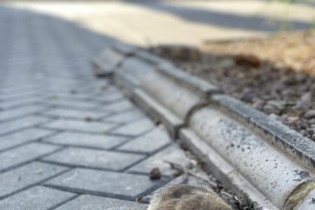 Se inicia la campaña contra el mosquito tigre, cucarachas y roedores