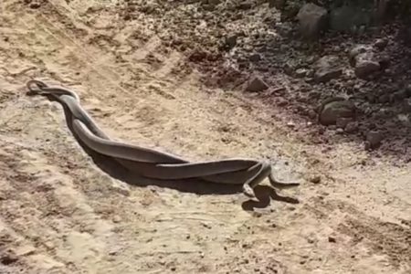 Apareamiento de dos serpientes en un camino de Torrent (Video)