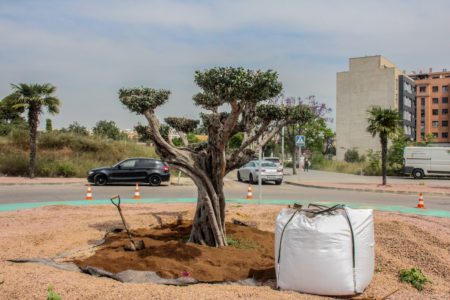 Un vecino dona a la ciudad un olivo centenario que ya luce en una rotonda de Parc Central
