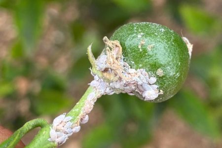 AVA-ASAJA y LA UNIÓ exigirán mañana a la conselleria una batería de propuestas por el Cotonet de Sudáfrica como indemnizaciones por daños superiores al 20%