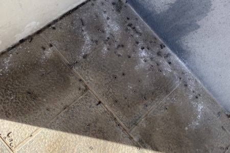Plaga de Miriápodos en Parc Central tras las lluvias