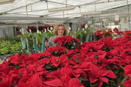 Folgado anima a comprar Flor de Pascua producida en Torrent