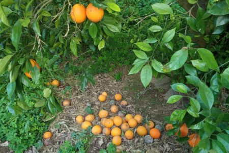 AVA-ASAJA prevé unas pérdidas de 150 millones por las lluvias y el frío en la agricultura valenciana 