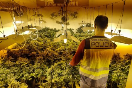 Desarticulado en Torrent un punto de venta de sustancias estupefacientes y una plantación “indoor” de marihuana