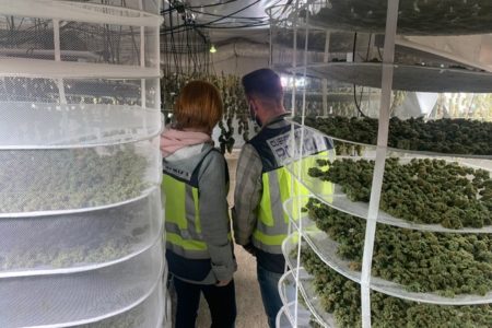 Desarticulado un laboratorio de marihuana indoor en un chalet de Torrent con 1012 plantas