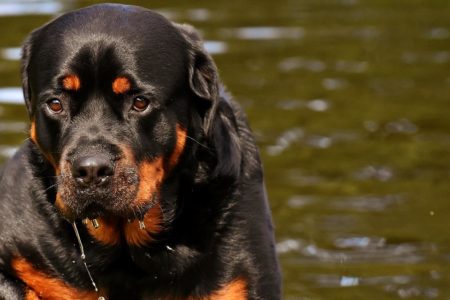 Vecinos del Pantano alertan de dos rottweiler que pasean sueltos por los campos y el barranco de l’Horteta