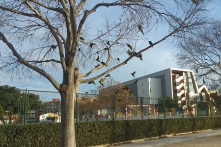 Una bióloga se pronuncia sobre las bandadas de «loros» de Torrent