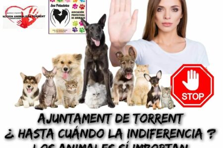 Cuatro protectoras de animales afirman que se sienten menospreciadas por el gobierno de Torrent