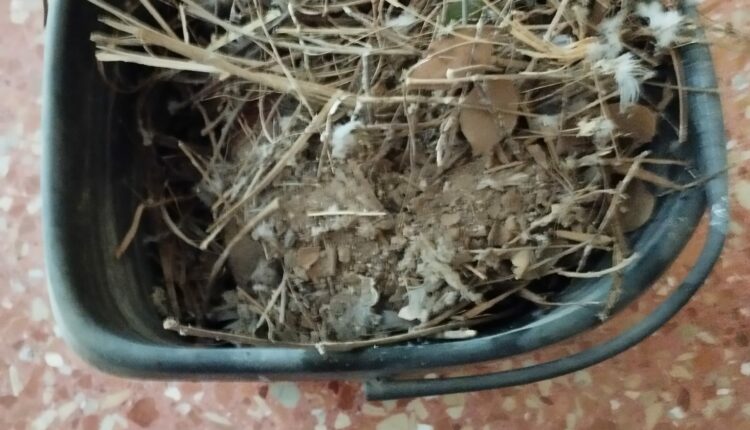 suciedad palomas balcon torrent