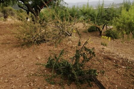 AVA-ASAJA apoya y se solidariza con los cazadores que se manifiestan este sábado en Valencia