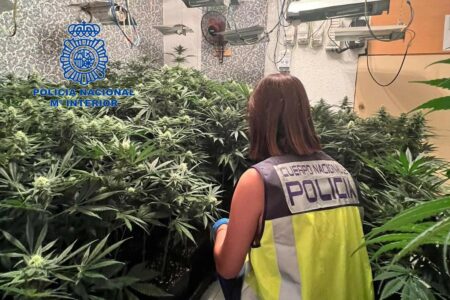 Detenida en Torrent tras desmantelar la Policía una plantación indoor de marihuana