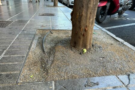 Torrent repara los alcorques de los árboles de la Avenida del Vedat y San Valeriano para evitar caídas
