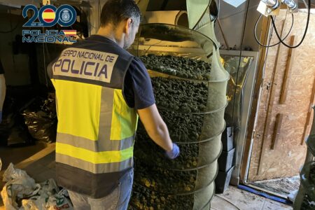 Incautadas 2.200 plantas de marihuana de Torrent