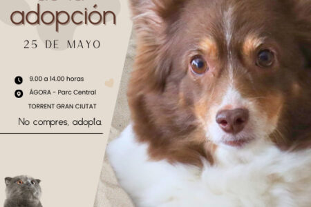 Torrent busca hogar y familia para mascotas abandonadas en la II Feria de la Adopción