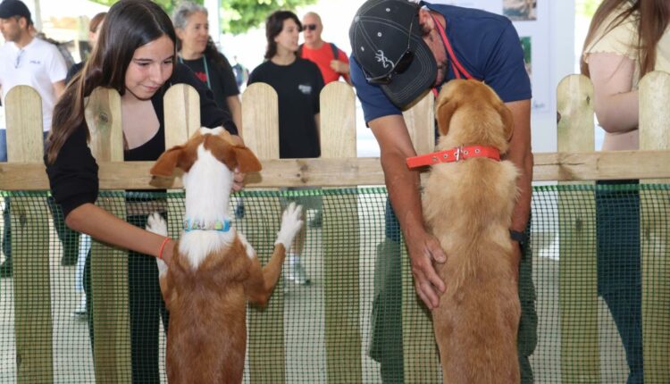 feria Adopción 11