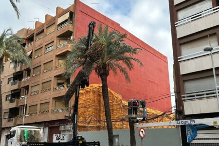 Torrent inicia la retirada de las primeras palmeras