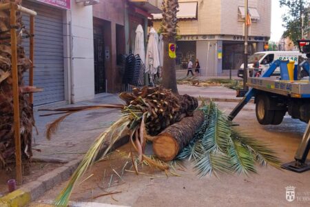 Torrent continúa retirando las palmeras que serán sustituidas por un arbolado que genere menos problemas a los vecinos