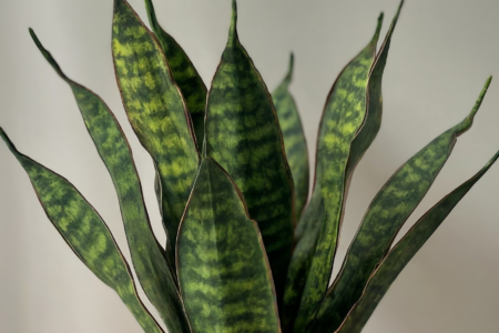 La lengua de suegra: tu aliada verde para un hogar saludable