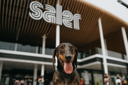Centro comerciales, jardines y terrazas de bares: lugares preferidos para el 70% de los valencianos con mascotas