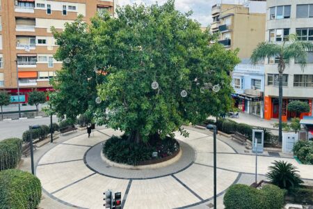 Torrent convertirá el ficus de Obispo Benlloch en el Árbol de los Voluntarios