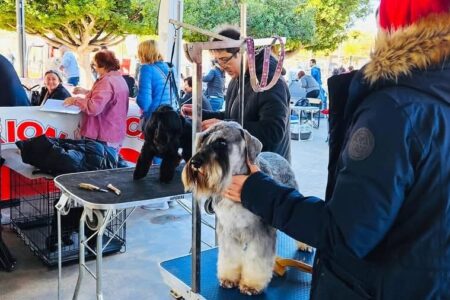 Más de 500 mascotas se reúnen en el Ágora del Parc Central en el arranque del Concurso Internacional Canino